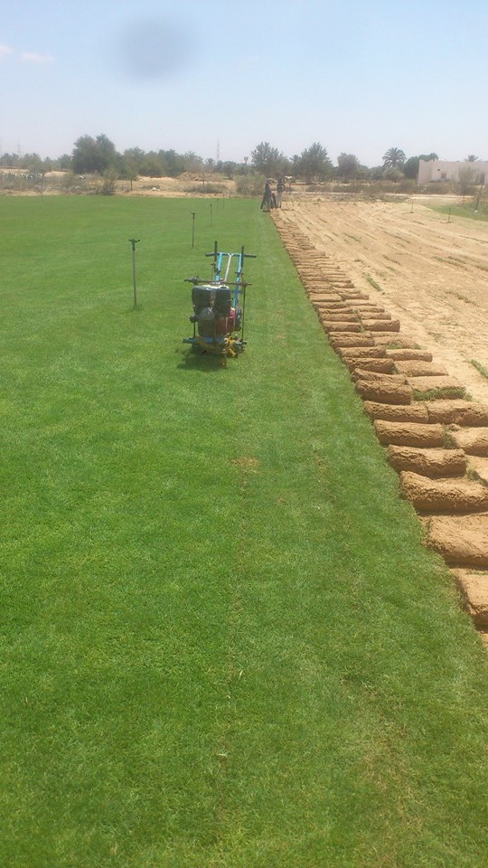 عشب طبيعي (25)