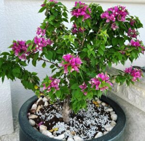 أفضل نباتات الحدائق في الطائف